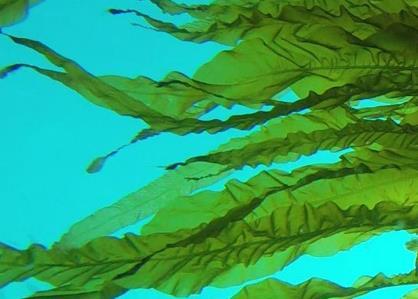 Cultivated seaweeds - a potential feed resource Advantages: Large biomass production Food Feed Chemicals Don t require any agricultural land, fertilizers, or fresh water Can be cultivated in sea