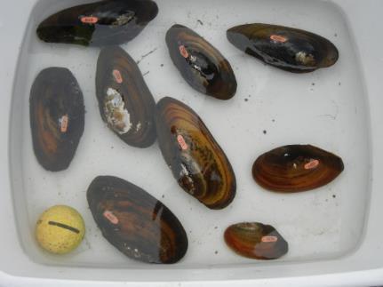 During dewatering or fish salvages, continue to collect mussels as they are