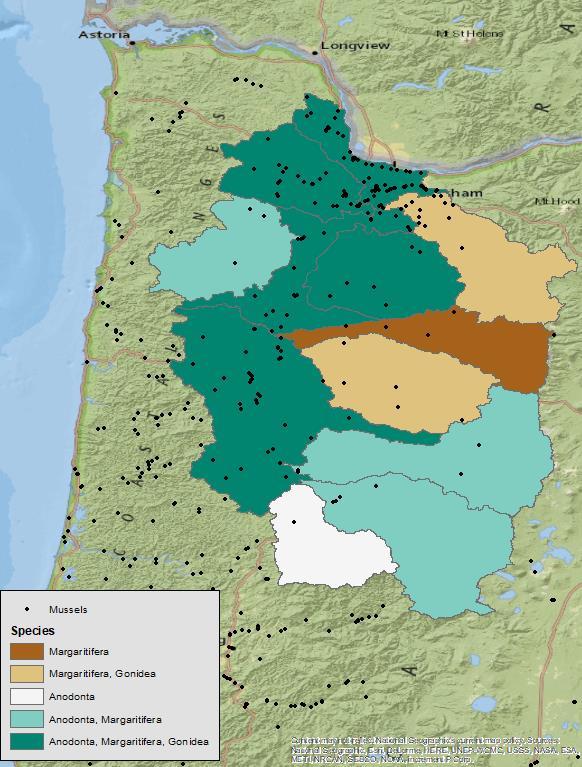 Mussels in the Willamette Basin mussels reported from >80 waterbodies in the Willamette Basin (and many beyond) one or more species likely present in