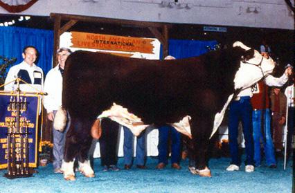 Grand Champion Steer, International, weighing 1025