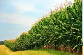 Ethanol Industry Considerations The ethanol industry produced approximately 14.7 billion gallons of ethanol in 2015, thereby reducing U.S. reliance on foreign oil Helps U.S. balance of trade Helps U.