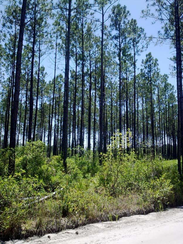 Pine plantations in the SE US Typically established in the 1950 s and 60 s for pulp, paper and timber, rotation time between 25-35 years Demand for traditional wood products