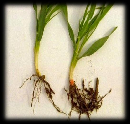 The invisible half of the plant: Plays an important role as an entry point for diseases It is estimated that root diseases reduce yield on average by 15-45%.