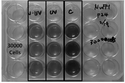 Corresponding cell viability Long-term test Non-UV UV Control 140% 120% 100% 80% 60% 40% 20% 0% N-UV UV Control 0.31% 56% 60% 100% In the long-term experiment, cells cultivated in the 0.