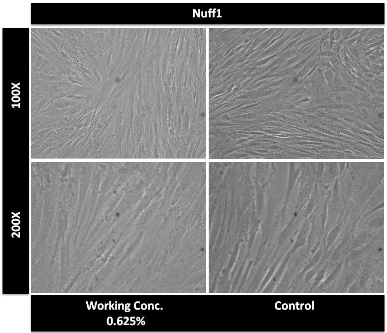 Cell morphology comparison 1. Cell morphology comparison of the JM-treated working concentration (0.