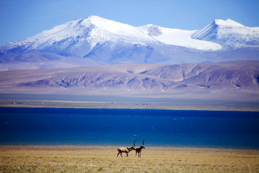 Values of species Values of Tibetan antelope Commercial values