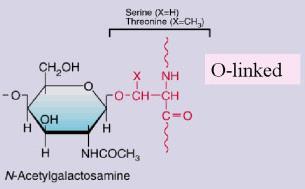 or post-translational modification N-linked (e.g. asparagine) or O-linked (e.g. serine, threonine) http://www.