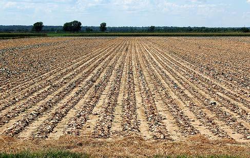 Drought and Food Reduced yields due to shorter growing season, crop