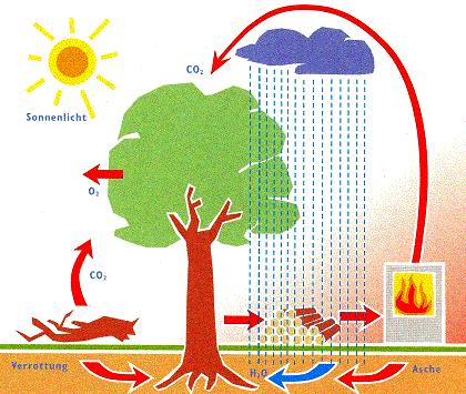 carbohydrates sunlight CO 2 sink Digestion of the