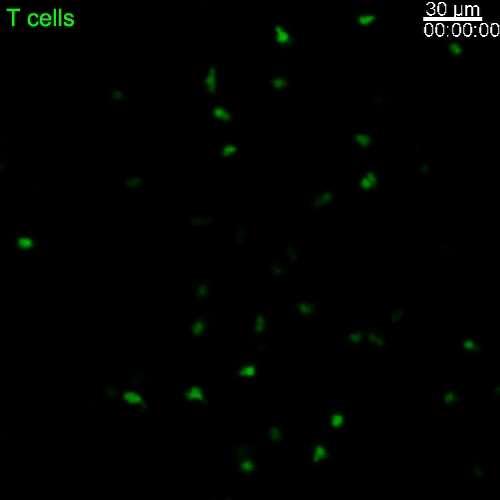 Imaging T cell motility