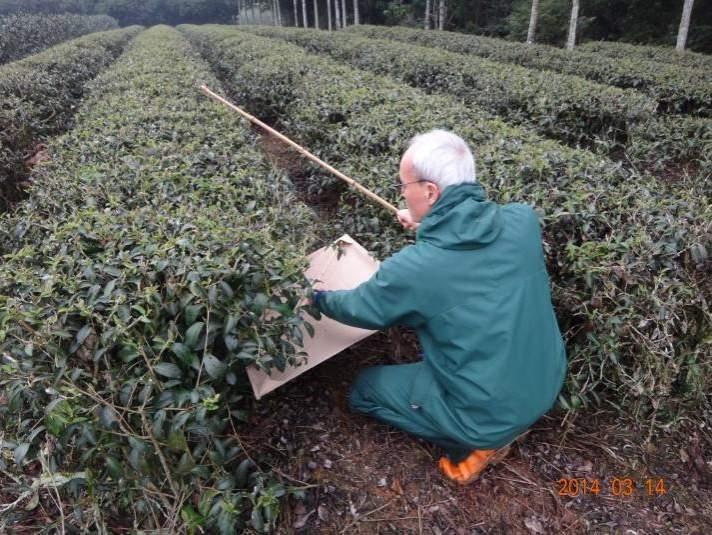 <FY2013-4> Converting Pests into Allies in Tea Farming a potential case of Satoyama landscape in Hualien, Taiwan (SWAN International, Taiwan) Identified an eco-friendly (EF) tea