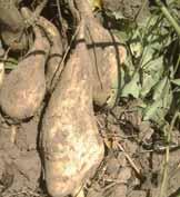 Sweet potato (Ipomoea batatas): Sweet potato sole