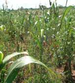 Common intercrops include: Pigeon pea /Maize/Millet, Maize/Beans, Cassava/Beans, Maize /Beans Intercropping Examples of intercrops