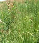 intercropping in Uganda though the practice exists Intercropping could: Narrow yield gap from production constraints like Low soil