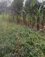 Sweet potato pigeon pea intercropping cont d: Is low cost, not burdening farmers with costly external inputs, Also easy to adopt
