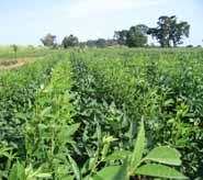 General objective Improve land productivity in Uganda by incorporating pigeon pea in the sweet potato cropping system Specific objectives Establish agronomic optima for sweet potato plus pigeon pea