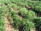 Research Institute over 3 cropping seasons: 2005A, 2005B, 2006A Treatments: Sweet potato was planted on ridges either with or without pigeon pea [variety Sepi 1] planted in the furrows at 20, 30 or