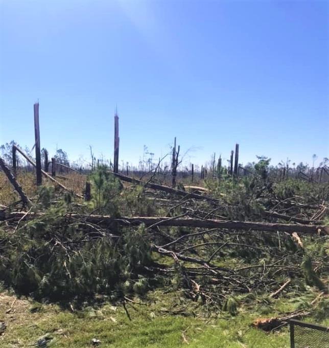 LANDOWNER ASSISTANCE: Crop Loss Payments and Reforestation Over 16,000 forest landowners were impacted by Hurricane Michael and have few options for recovery.