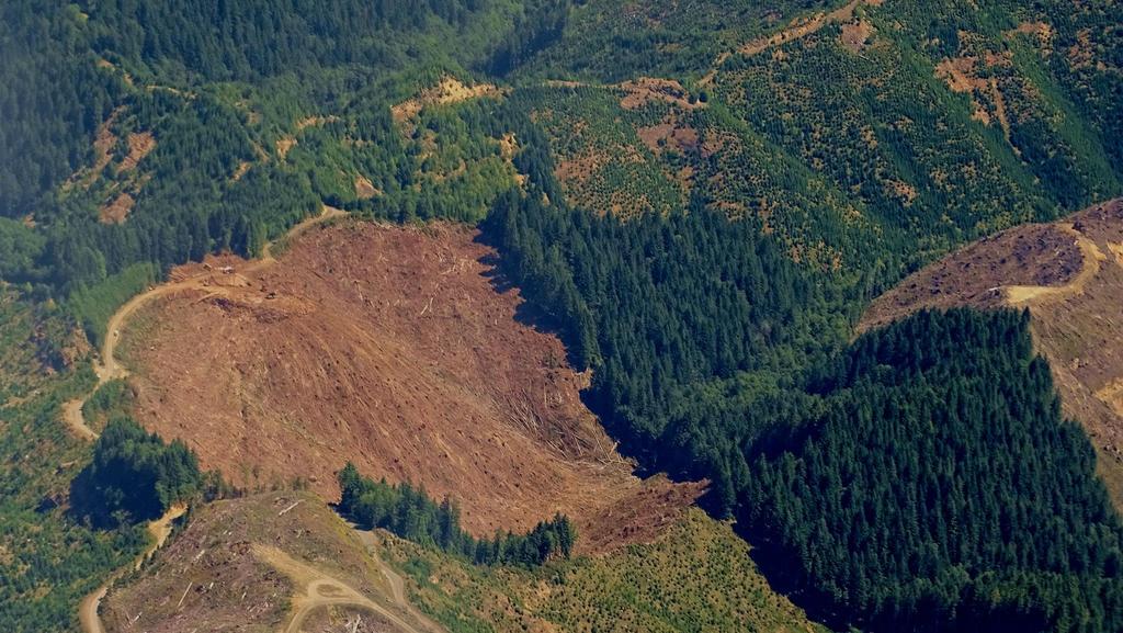 FSC limits clearcut size to protect forest ecology Legal