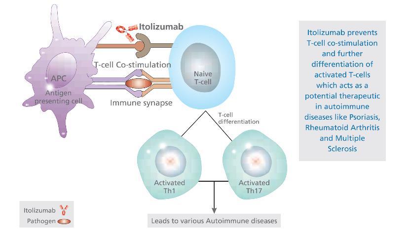 Itolizumab: A first-in-class Novel anti- CD6 Biologic for Autoimmune Diseases Provides enhanced safety and remission profile, superior to competing drugs Evolving Science Validates Novel Mechanism of