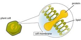 A cell's membranes have two layers of lipid (fat) molecules with proteins going through
