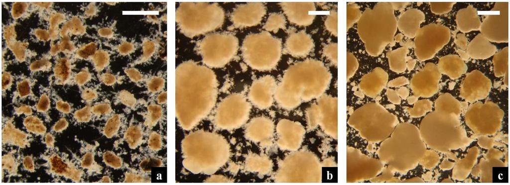 B.2. Granular sludge morphology The size, shape, and structure of granules are compared in Figure B-1. The NDN-PAO and NDN-OHO granules are much larger than the NIT granules.