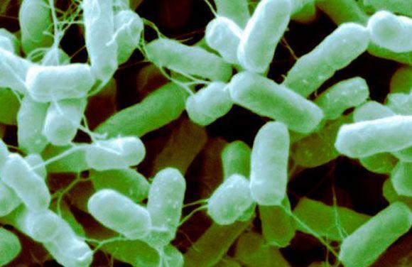 Salmonella Heidelberg Gram negative, rod shaped bacteria Salmonella Heidelberg: Isolate of Salmonella enterica that can be found in chicken, beef, horses, etc.