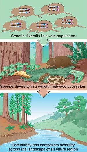 Biodiversity Variety of living things, number of kinds Ecological diversity different habitats, niches, species interactions Species