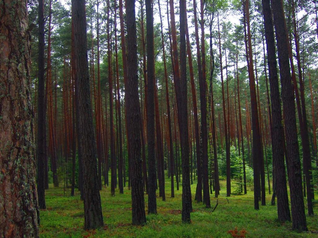 Pine Forest in Zwierzyniec, South-East