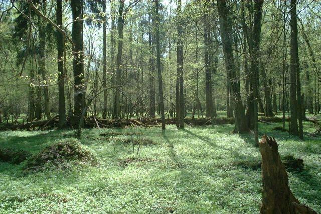 Białowieża Forest, Polish Belarusian border