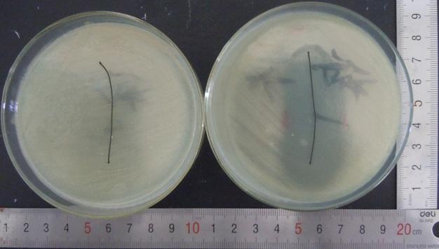 5 shows the results of sustained efficacy assays of coated VICRYL* Plus suture and coated ZL suture against S. aureus.