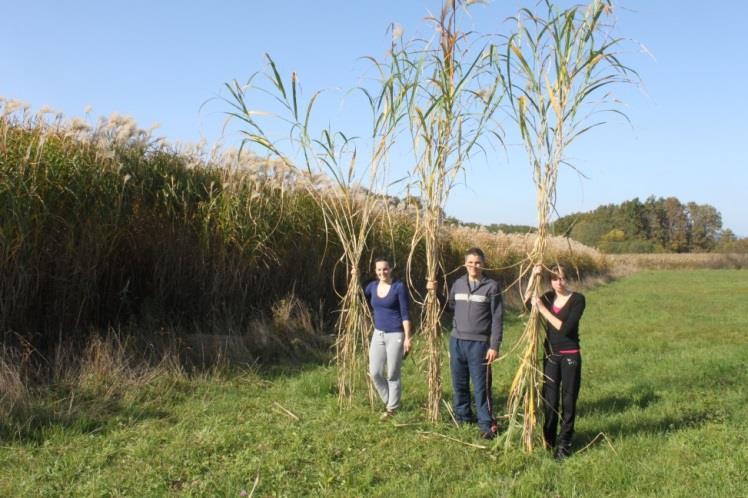 Miscanthus-related projects: Introducing Miscanthus as energy crop for greenhouse heating purposes on small farms (period: 2012-2014, funding: Ministry of