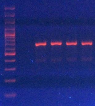 extraction PCR with primers ITS5-ITS4 (White et al.