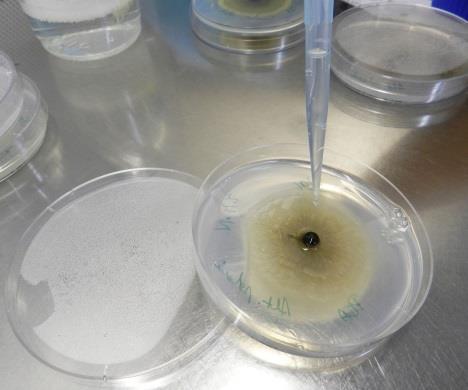 Methodology In vitro fungicide sensitivity