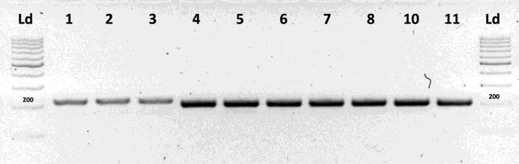 Methodology PCR amplification and sequencing of a cytochrome b fragment for the detection of the F129L mutation Cultures A.