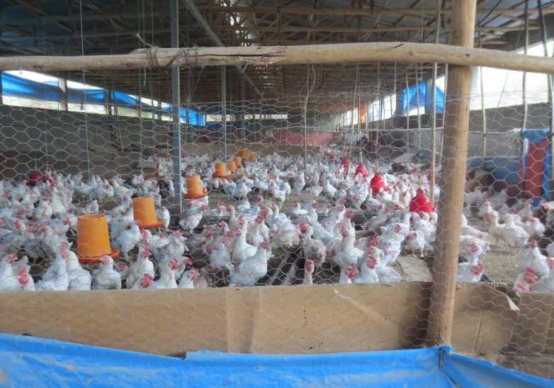 A farm where broilers are fattened Stakeholders in the chicken supply chain SME focuses on medium large companies which are already or can become the centre of a supply chain for poultry meat.