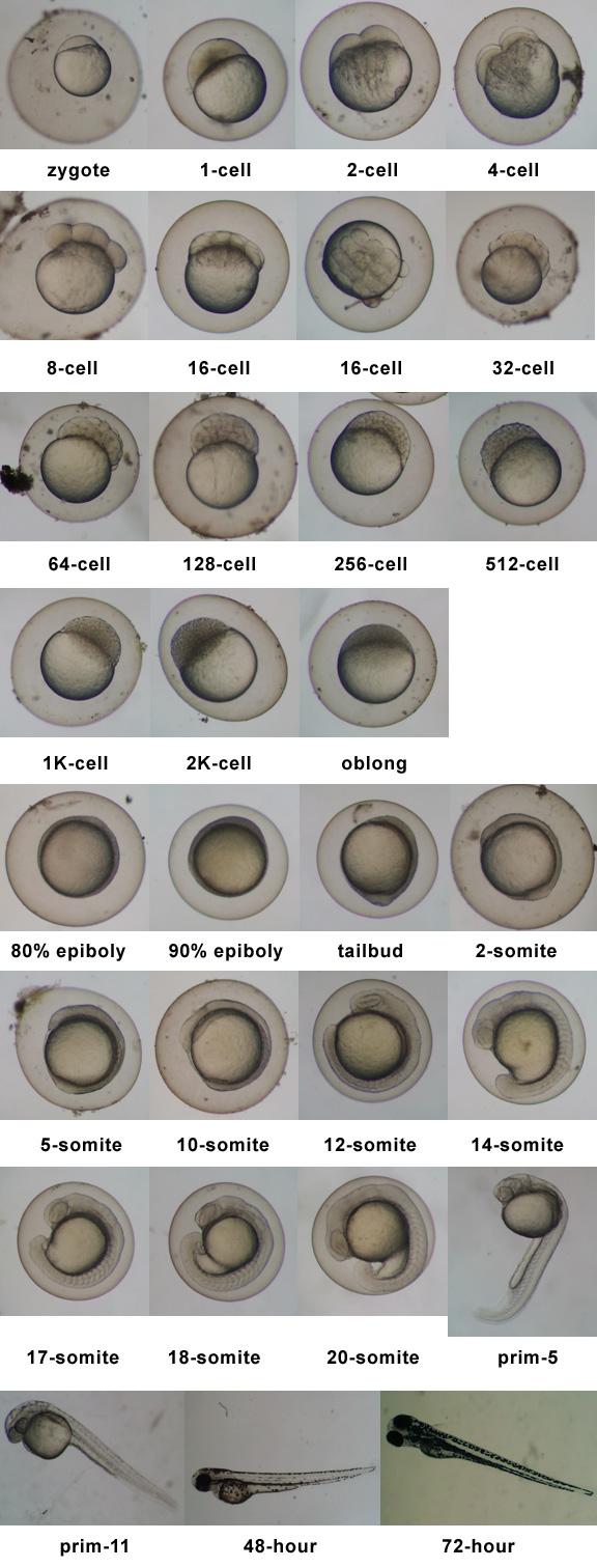 Zebrafish (Danio rerio) Staging Series In order to repeat an experiment, it is important to use the same reagents and conditions.