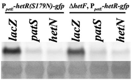 Fig. S2. Western blot analysis (as described in Fig.