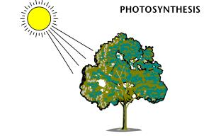 Photosynthesis MIT OpenCourseWare, 3.