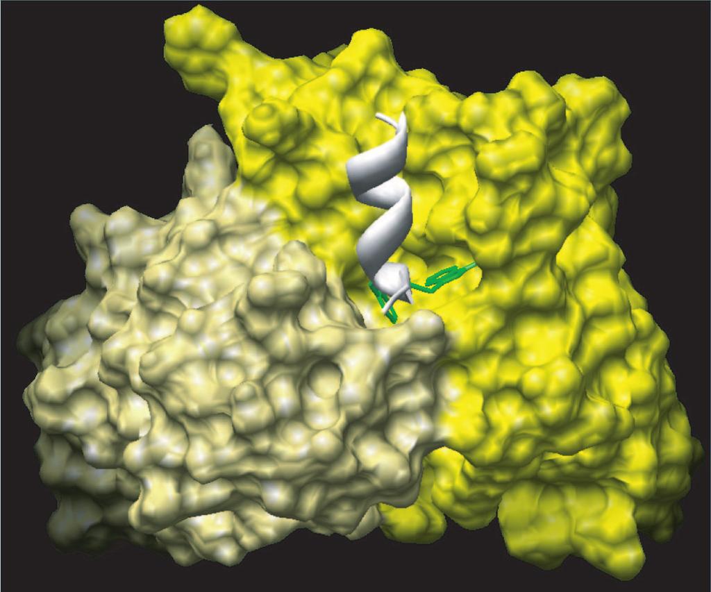 Fig. S2. Binding mode of the HIV-1 gp41 epitope (residues 669 680) in complex with the HIV-1 neutralizing human Fab 4E10.