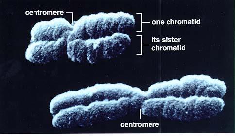 Chromosomes In the nucleus of each cell, the DNA molecule is packaged into thread-like structures called chromosomes.