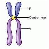 A chromosome often refers to a long strand of DNA that has been wound round like a twisted piece of string. This happens so that the extra-long bit of DNA will fit into the nucleus of the cell.