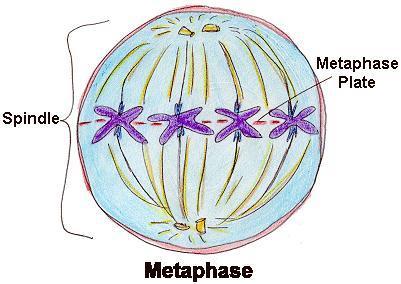 2. Metaphase In which condensed & highly coiled chromosomes, carrying genetic information, align in the middle of the cell before being separated into each of the two daughter cells.
