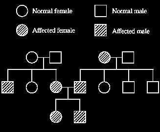 It means that males only need one allele to show the disorder while females need two copies. The pedigree or family tree showing sex linked inheritance. In family tree, Represents a male.