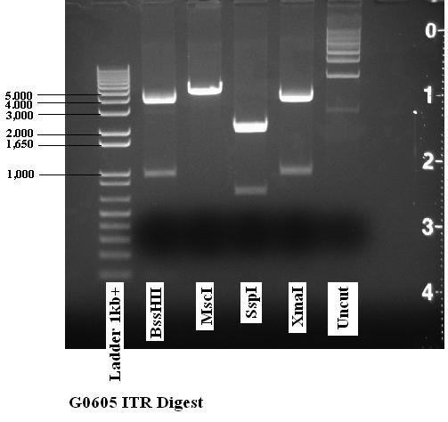 Expected ITR fragment (bp): 3700bp, 957bp, 85bp, 85bp MscI 4833bp 3758bp, 1053bp, 11bp, 11bp 2130bp, 1971bp, 711bp, 21bp Cloning Suggestions for working with Self- Complementary AAV Plasmids: