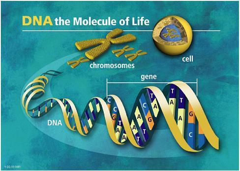 Genetics 101 A gene is the working unit of DNA Genes tell the cell