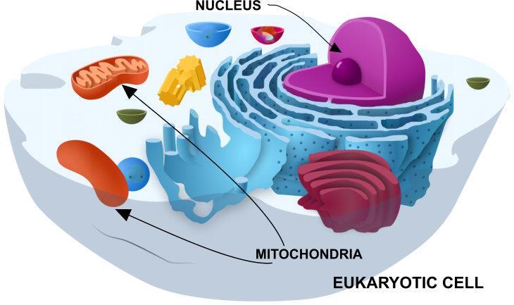 Genetics 101 Mitochondrial DNA 37 genes Nuclear