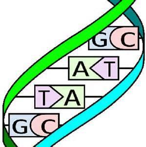 A mutation refers to a change in the DNA code Also referred to as a variant 3