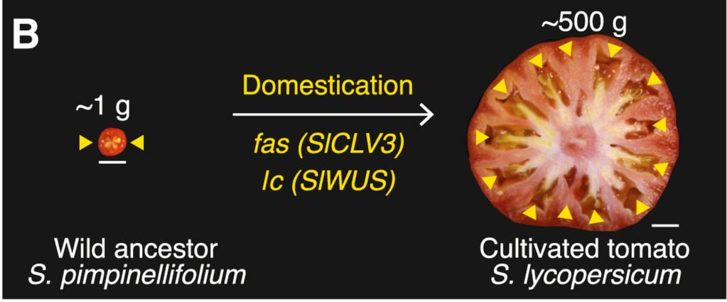 Gene edited tomatoes 2017 edition Domestication resulted in a large