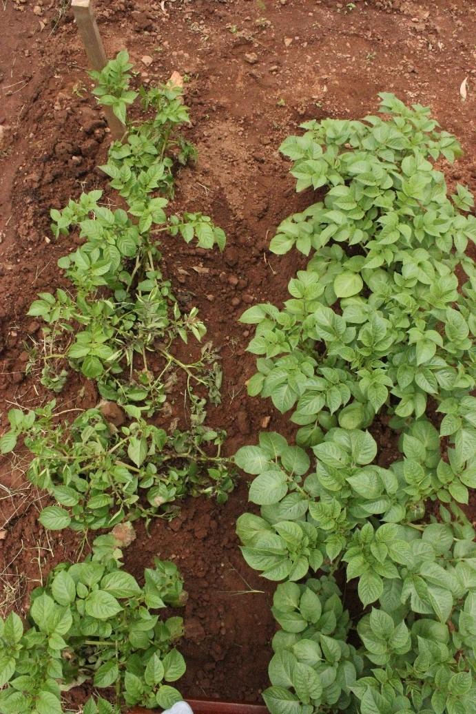 Potatoes with resistance to late blight disease Late blight is